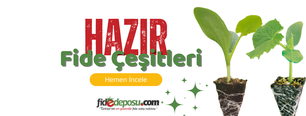 Hazır Fideler