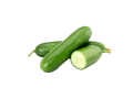 Salatalık Fidesi