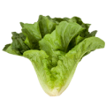 Yedikule Marul Fidesi