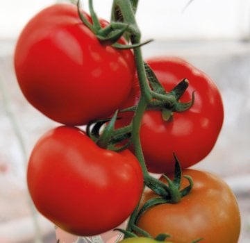 Veyron F1 Domates Fidesi