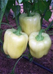 Cila F1 Krem Macar Dolma Biberi Fidesi