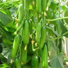 Badem F1 Silor Salatalık Fidesi
