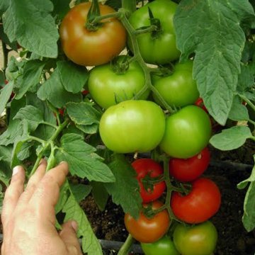 Kardelen F1 Sırık Domates Tohumu 1.000 Adet