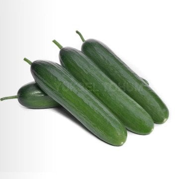 Y 225 F1 Sırık Hıyar Fidesi