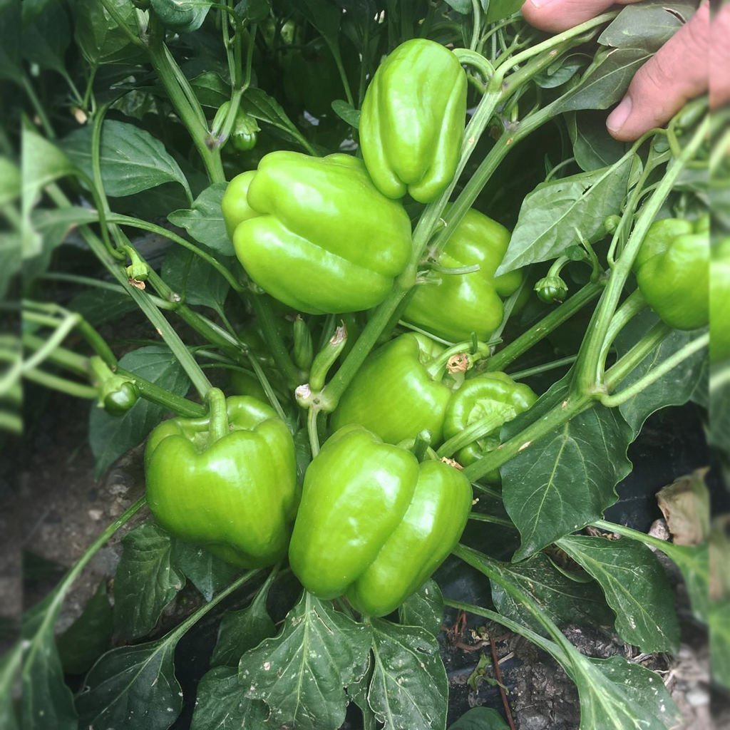 Azim F1 Dolma Biber Tohumu