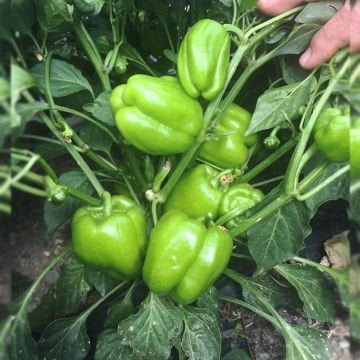 Azim F1 Dolma Biber Tohumu