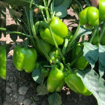 Azim F1 Dolma Biber Tohumu