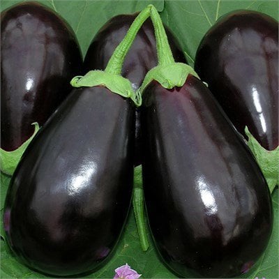 Vezir F1 Topan Patlıcan Fidesi