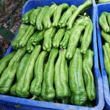 Şahan F1 Üçburun Biber Fidesi