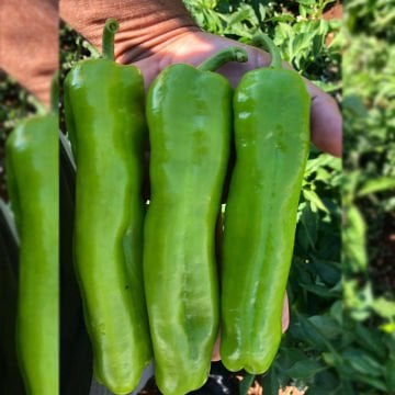 Şahan F1 Üçburun Biber Tohumu