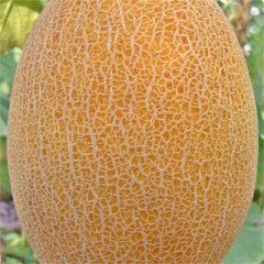 Medetli F1 Ananas Tipi Kavun Fidesi