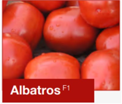 Albatros F1 Sanayi Domates Fidesi