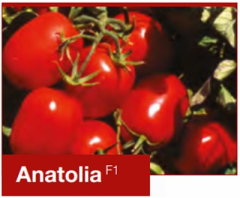 Anatolia F1 Sanayi Domates Fidesi