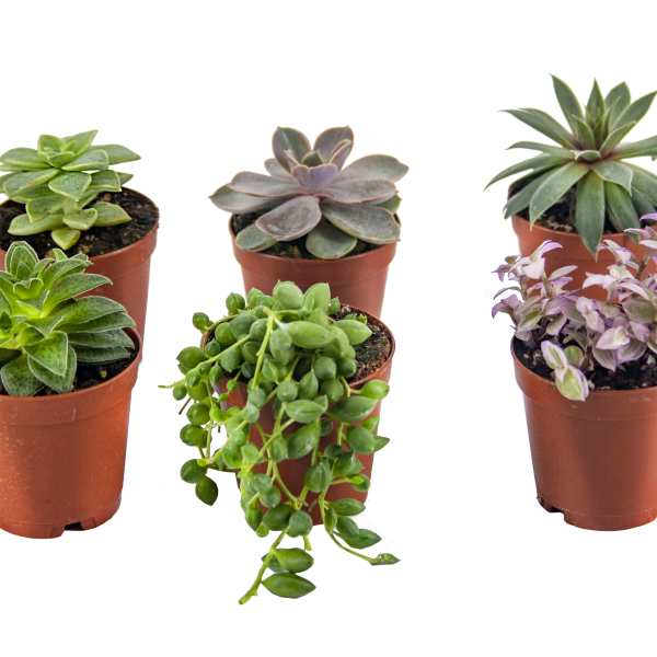 Hediyelik Sukulent 6'lı Paket Eco