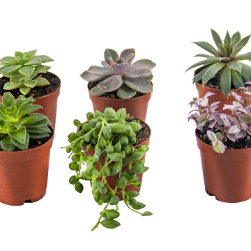 Hediyelik Sukulent 6'lı Paket Eco