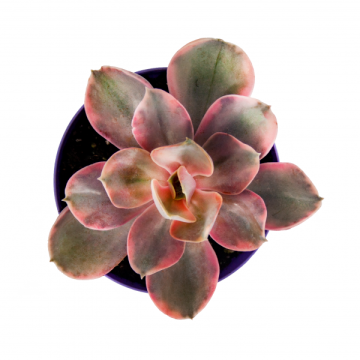 Özel Koleksiyon Echeveria Rainbow Premium Sukulent 8,5'luk Saksıda (Sınırlı Stok)