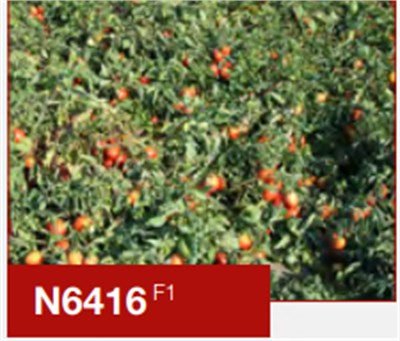 N-6416 F1 Sanayi Domates Fidesi