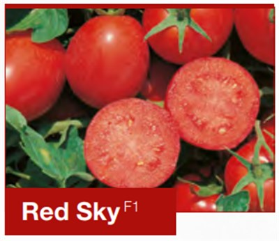 Red sky F1 Sanayi Domates Fidesi