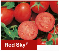 Red sky F1 Sanayi Domates Fidesi