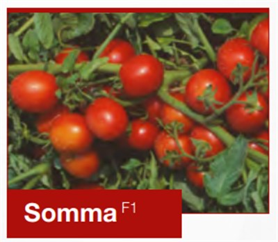 Somma F1 Sanayi Domates Fidesi