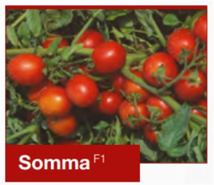 Somma F1 Sanayi Domates Fidesi