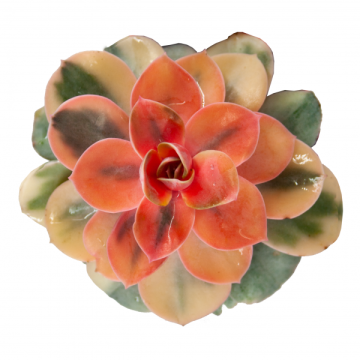 Özel Koleksiyon Echeveria Rainbow Diamond Sukulent 8,5'luk Saksıda (Sınırlı Stok)