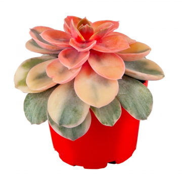 Özel Koleksiyon Echeveria Rainbow Diamond Sukulent 8,5'luk Saksıda (Sınırlı Stok)