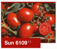 Sun 6109 F1 Sanayi Domates Fidesi