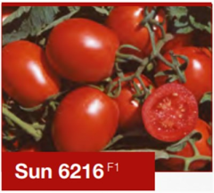 Sun 6216 F1 Sanayi Domates Fidesi