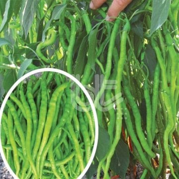 Burkalem İnce Kıl Sivri Biber Fidesi