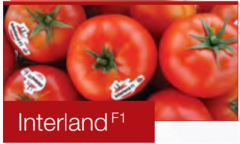 İnterland F1 Oturak Domates Fidesi