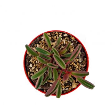 Peperomia Graveolens Sukulent 8,5'luk Saksıda