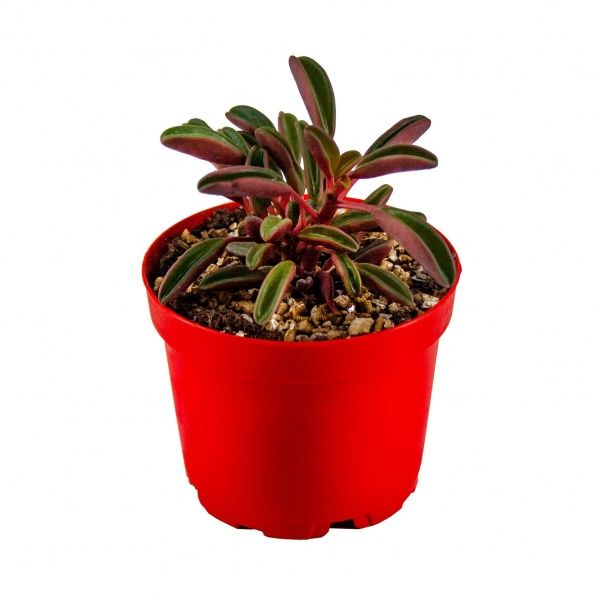 Peperomia Graveolens Sukulent 8,5'luk Saksıda