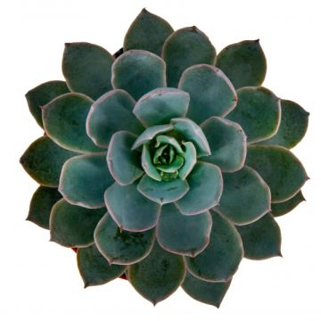 Echeveria lilacina Sukulent 8,5'luk Saksıda