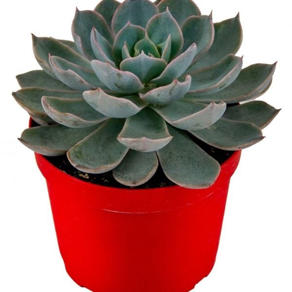 Echeveria lilacina Sukulent 8,5'luk Saksıda