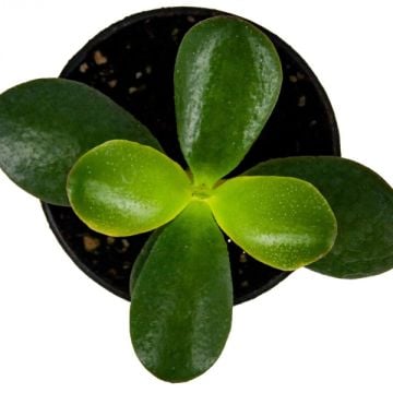 Crassula Ovata Para Çiçeği 8,5'luk Saksıda