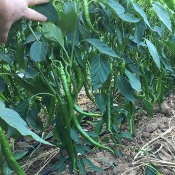 Galata F1 Acı Sivri Biber Fidesi