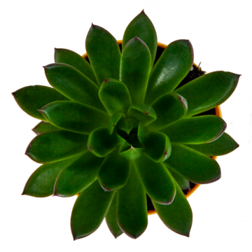 Echeveria Sapida Sukulent 8,5'luk Saksıda