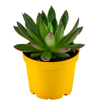 Echeveria Sapida Sukulent 8,5'luk Saksıda