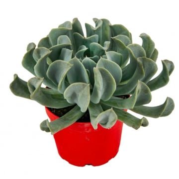 Echeveria Runyonii Sukulent 8,5'luk Saksıda
