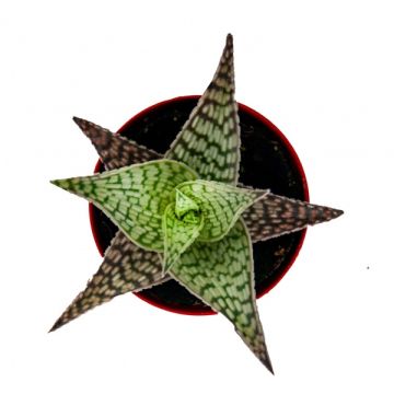 Aloe Hybrid Sukulent 8,5'luk Saksıda