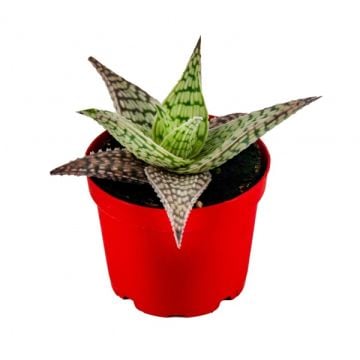 Aloe Hybrid Sukulent 8,5'luk Saksıda
