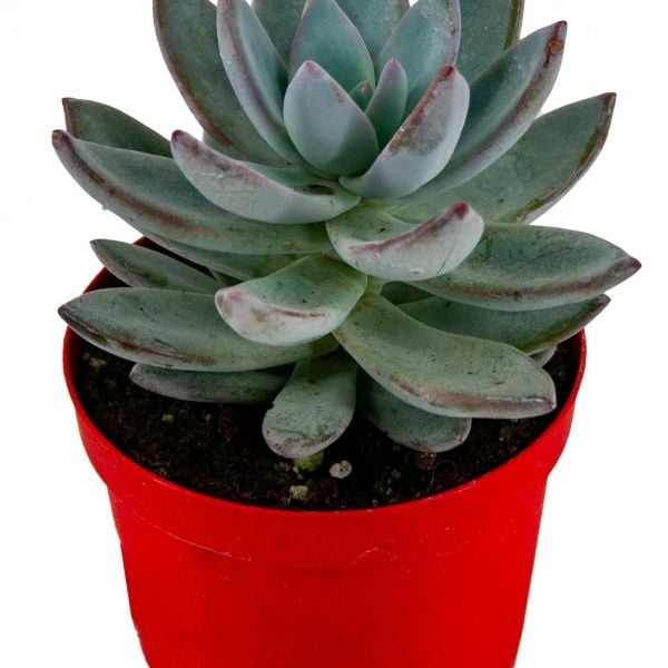 Echeveria Elegance Sukulent 8,5'luk Saksıda