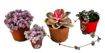 Pink Trio Diamond 3'lü Pembe Mix