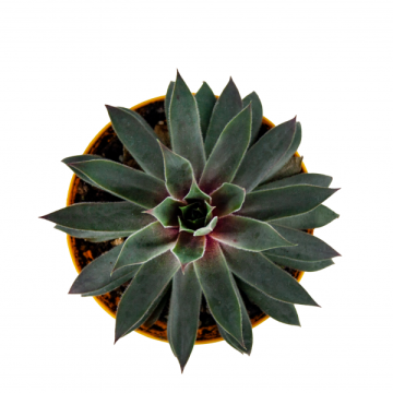 Sempervivum  Diamond Sukulent 8,5'luk Saksıda