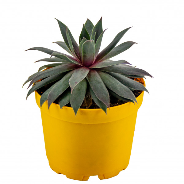 Sempervivum  Diamond Sukulent 8,5'luk Saksıda