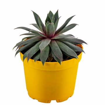 Sempervivum  Diamond Sukulent 8,5'luk Saksıda