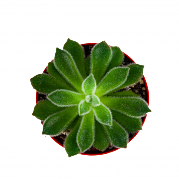 Echeveria Setosa Diamond Sukulent 8,5'luk Saksıda