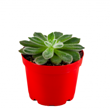 Echeveria Setosa Diamond Sukulent 8,5'luk Saksıda