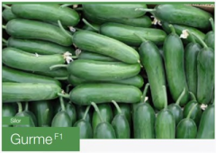Gurme F1 Silor Hıyar Fidesi